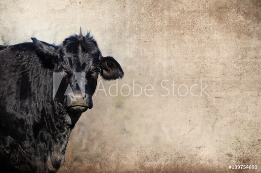 Picture of Cute black cow on farm with grunge texture background great for agriculture or rural graphics